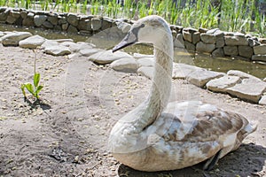 White Swan on lake water in sunset day