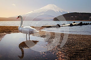 White Swan of Lake Yamanaka