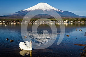 White swan at lake yamanaka with Fuji