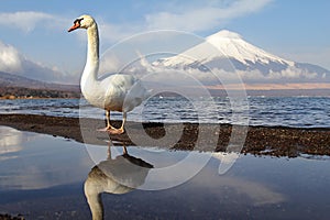 White Swan of Lake Yamanaka with Mt. Fuji