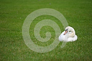 A white swan lies on the green grass photo