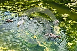 White swan with little swans in the pond. Animal world