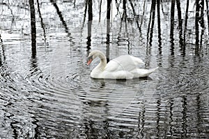 White swan live in solitude in a winter park photo