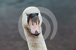 White swan looking at the camera in the lake