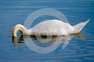 White swan looking for a food under water on lake