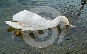 White swan looking for a food under water on lake