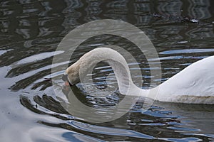White swan lowers its neck and pushes its beak into the water