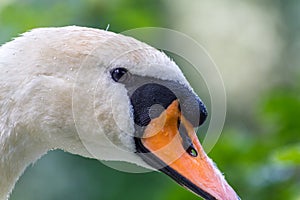 White swan macro with waterdrops