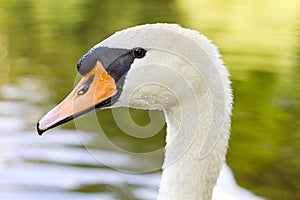 White swan macro with waterdrops