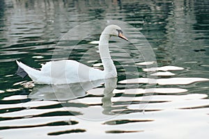 The white swan majestically floats on the water. A large bird floats on the lake