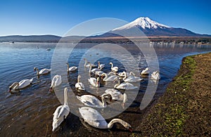 White Swan with Mount Fuji at Yamanaka lake, Yamanashi, Japan