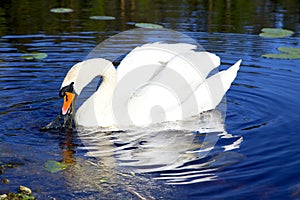 White swan with the napped feathers