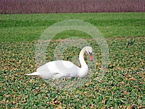 White swan in the natural protection zone Aargau Reuss river plain Naturschutzzone Aargauische Auen in der Reussebene