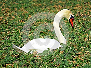 White swan in the natural protection zone Aargau Reuss river plain Naturschutzzone Aargauische Auen in der Reussebene