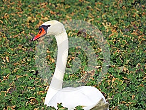 White swan in the natural protection zone Aargau Reuss river plain Naturschutzzone Aargauische Auen in der Reussebene