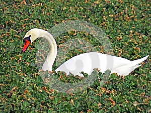 White swan in the natural protection zone Aargau Reuss river plain Naturschutzzone Aargauische Auen in der Reussebene