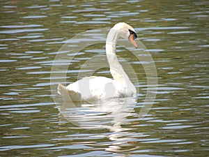 White swan - Nature - Brazil photo