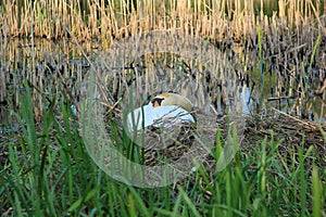 White Swan on Nest