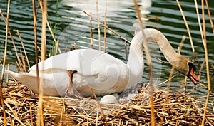 White Swan in the Nest With Eggs