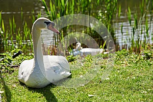 White swan in nest in nature