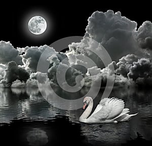 White swan at night