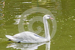 White swan with orange beak, feathers, close up, isolated on water background