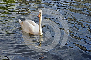 White swan with orange elp in Strasbourg, France