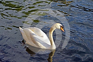 White swan with orange elp in Strasbourg, France