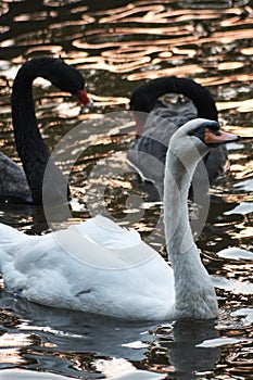 White swan and a pair of black swans