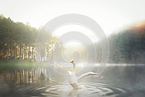 White swan in Pang ung national park photo