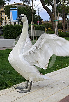 White swan in the park