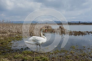 white swan paws on the ice reflecting