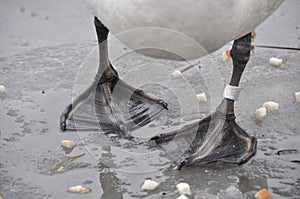 White swan paws on the ice reflecting
