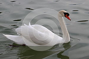 White swan photograpy.. photo