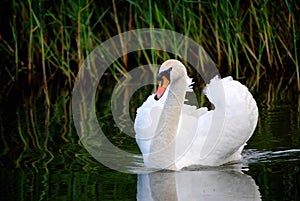 White Swan in a pond