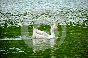 White swan in a pond.