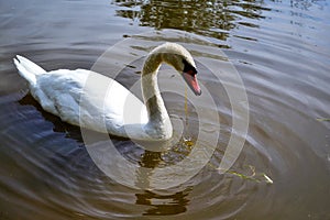 White swan on the pond eats seaweed