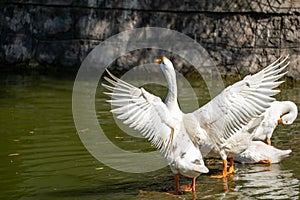 White swan in a pond flaps its wings, showing its large wingspan in a park