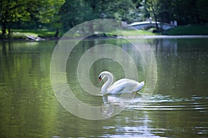 White swan on a pond.