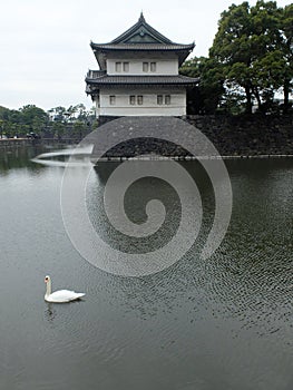 White swan in the pool, Imperial Palace in Japan