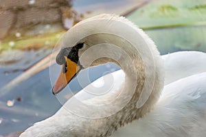 White swan portrait in natural environment