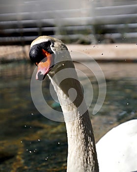 White swan portrait with water drops