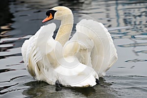 White swan posturing