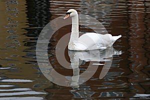 White swan posturing