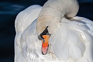 White swan preen their feathers