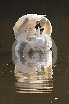 A white swan preening on the Ornamental Pond on Southampton Common