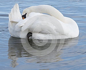 A white swan preening on the River Itchen