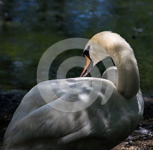 White Swan Profile