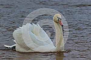 A white swan, raising its wings, swims through the water.