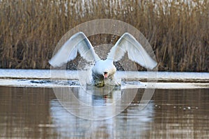 White swan ran along the water